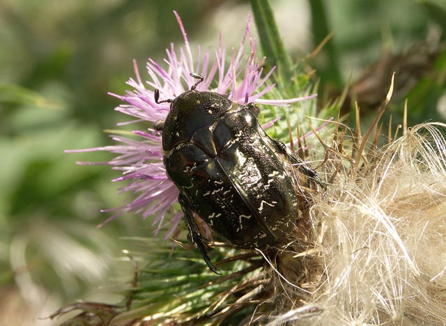 Protaetia (Liocola) lugubris - Copyright Hugues Mouret